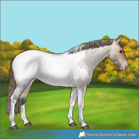 Horse Color:Buckskin Roan Tobiano Near Fewspot