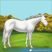 Horse Color:Silver Amber Champagne Dun Tobiano Blanket Rabicano 