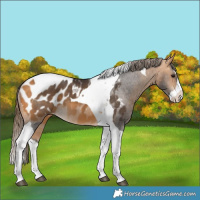 Horse Color:Buckskin Splash Tobiano Blanket 