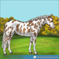 Horse Color:Chocolate Palomino Tobiano Near Leopard 