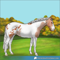 Horse Color:Silver Bay Tobiano Appaloosa Rabicano 