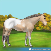 Horse Color:Buckskin Tobiano Snowcap 