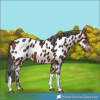 Horse Color:Brown Tobiano Appaloosa 
