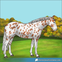 Horse Color:Silver Bay Splash Tobiano Near Leopard Rabicano 