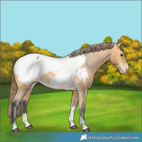 Horse Color:Buckskin Tobiano Appaloosa 