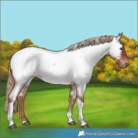 Horse Color:Red Roan Tobiano Near Fewspot 