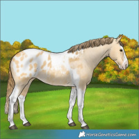 Horse Color:Buckskin Dun Splash Tobiano Blanket
