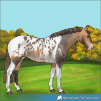 Horse Color:Buckskin Tobiano Blanket 