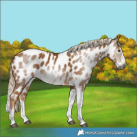 Horse Color:Gray Palomino Splash Tobiano Near Leopard