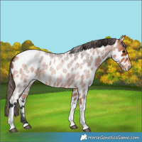 Horse Color:Bay Roan Tobiano Appaloosa 