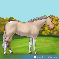 Horse Color:Silver Bay Roan Dun Tobiano Rabicano 