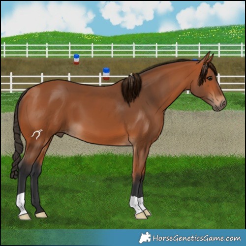 Horse Color:Bay 