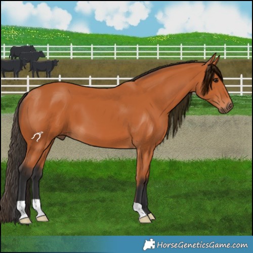 Horse Color:Bay 
