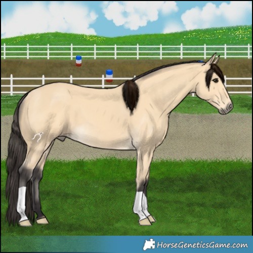 Horse Color:Buckskin 