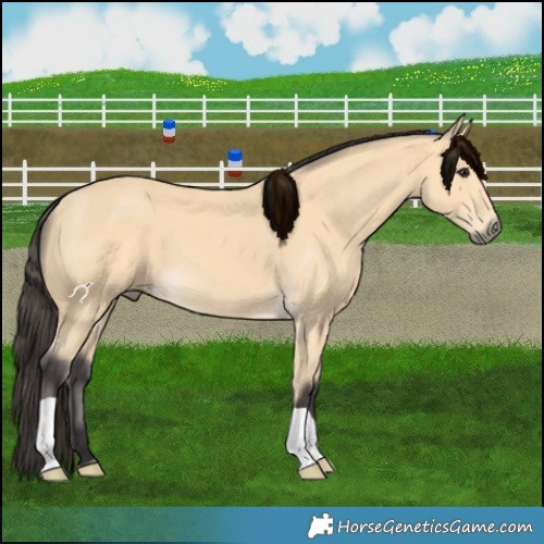 Horse Color:Buckskin 