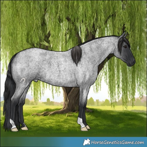 Horse Color:Blue Roan