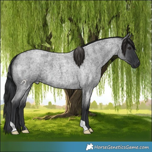 Horse Color:Blue Roan 