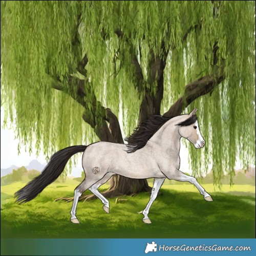 Horse Color:Brown Roan Dun Splash 