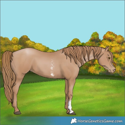 Horse Color:Black Pearl Sabino 