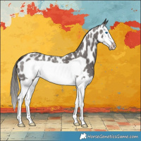 Horse Color:Liver Red Roan Splash Frame Appaloosa 