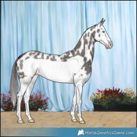 Horse Color:Liver Red Roan Splash Frame Near Leopard 