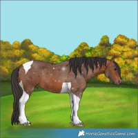 Horse Color:Bay Tobiano 
