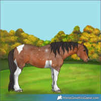 Horse Color:Bay Tobiano 