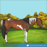 Horse Color:Bay Tobiano 