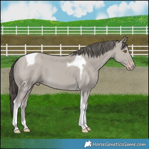 Horse Color:Classic Cream Champagne Tobiano 