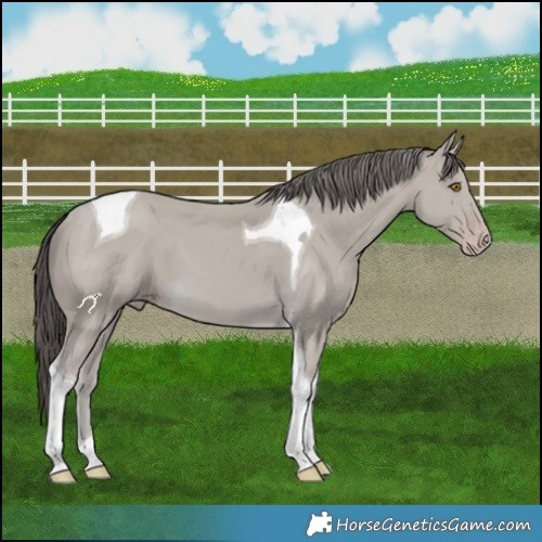 Horse Color:Classic Cream Champagne Tobiano