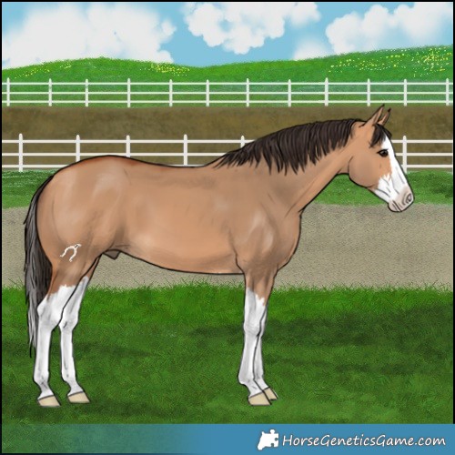 Horse Color:Bay Dun Splash 