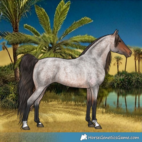 Horse Color:Bay Roan 