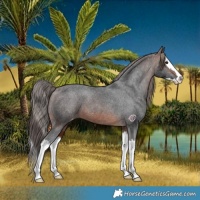 Horse Color:Brown Splash Varnish