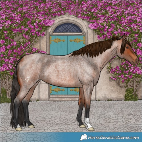 Horse Color:Bay Roan