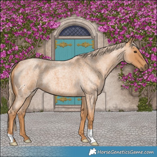 Horse Color:Red Roan 
