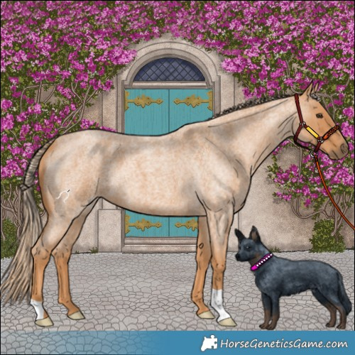 Horse Color:Red Roan 