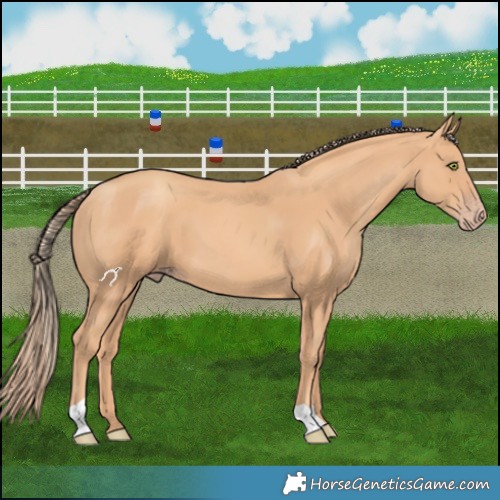 Horse Color:Gold Champagne 