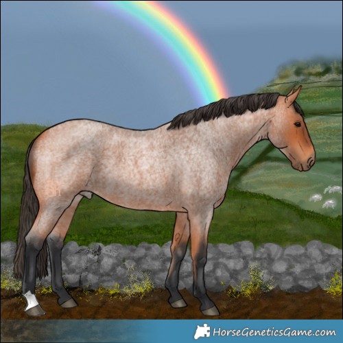 Horse Color:Bay Roan 