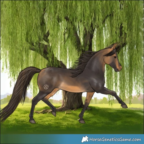 Horse Color:Buckskin 