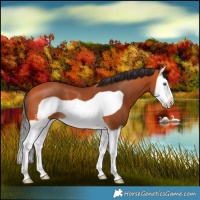 Horse Color:Bay Splash Frame 