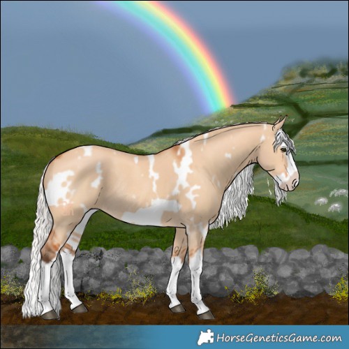 Horse Color:White Spotted Silver Bay Dun Splash Frame Rabicano 