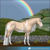 Horse Color:White Spotted Silver Bay Dun Splash Frame Rabicano 