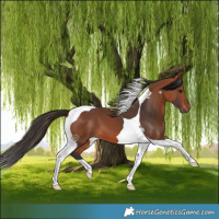 Horse Color:Bay Tobiano