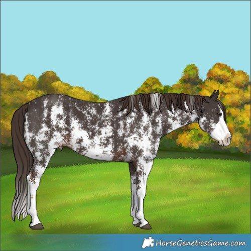 Horse Color:Liver Chestnut Sabino Splash 