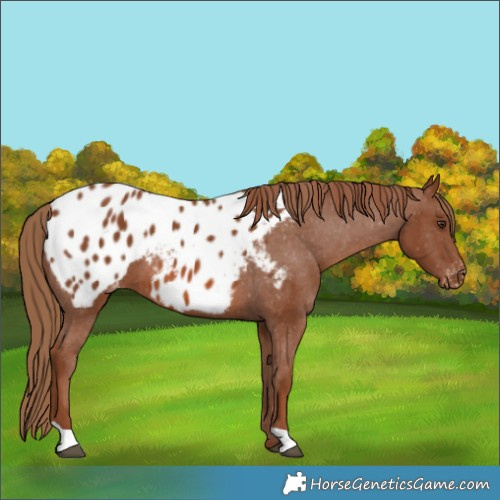 Horse Color:Chestnut Blanket 
