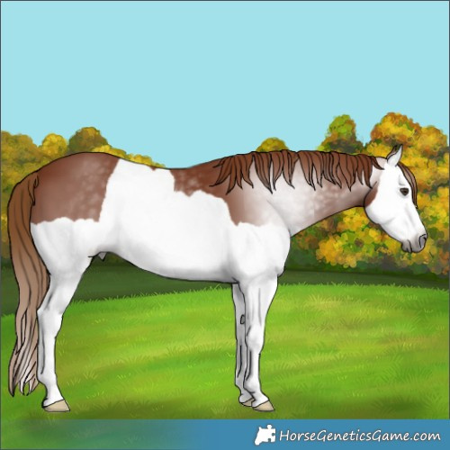 Horse Color:Gray Chestnut Splash 