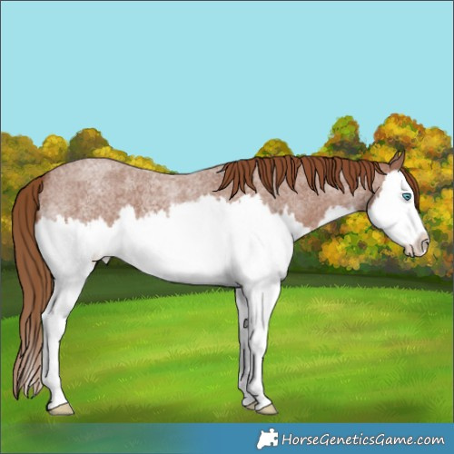 Horse Color:Red Roan Splash 