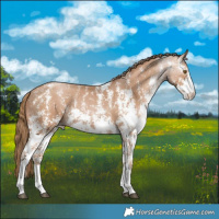 Horse Color:Black Pearl Sabino 