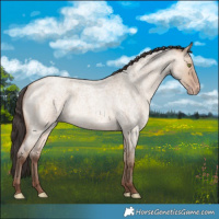 Horse Color:Amber Champagne Roan Dun 