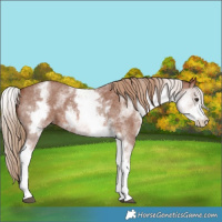 Horse Color:White Spotted Chestnut Sabino 